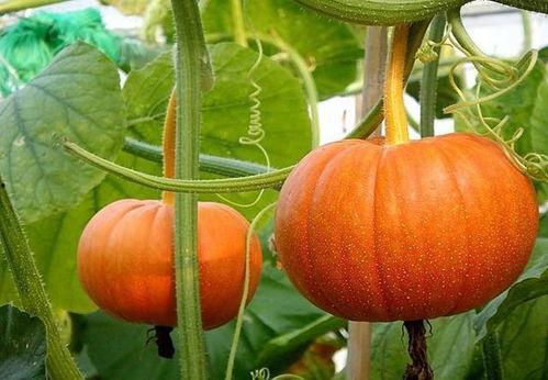 网红吃瓜素材图片,揭秘娱乐圈幕后真相 第2张 网红吃瓜素材图片,揭秘娱乐圈幕后真相 第2张